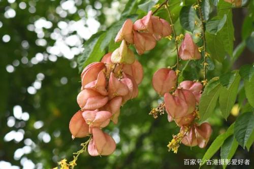 栾树开花流蜜规律