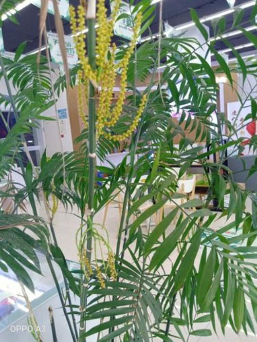 凤尾竹开花为什么会死呢