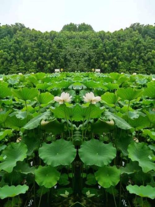 红花绿叶大结局是什么意思