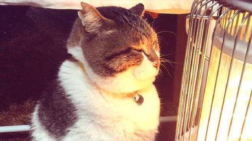 猫很怕冷吗