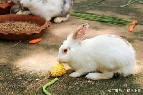 我想养兔子不知道养什么品种好