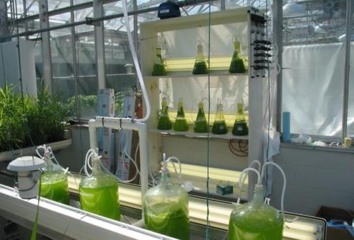 什么是微藻生物柴油技术