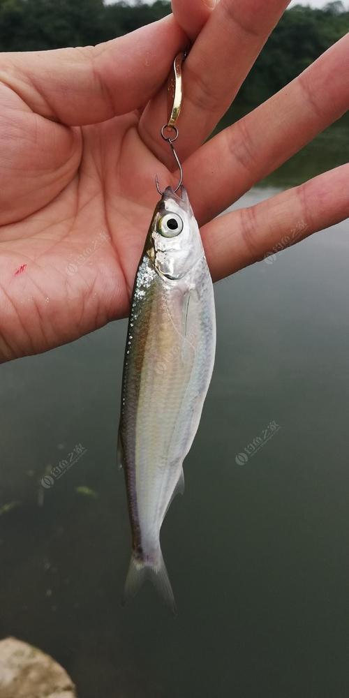 路亚红尾的最佳时间及水层