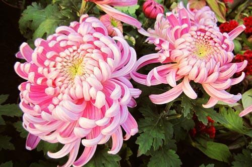 菊花的菊还可以组什么词