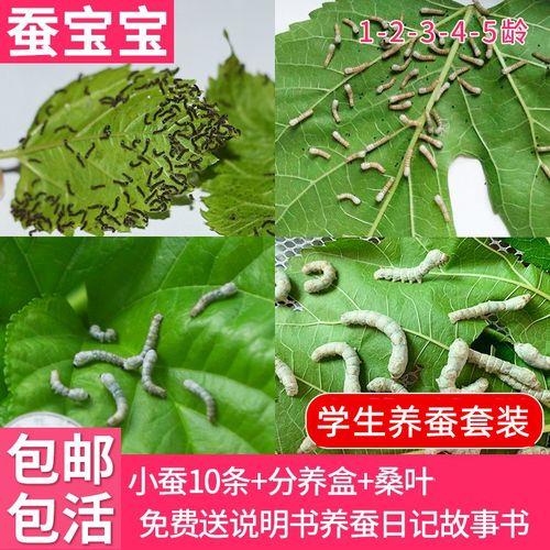 春蚕只有白色的这种说法是