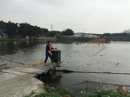 鱼塘捕鱼的最快办法