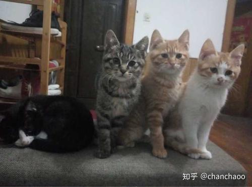 狸花猫怕冷热吗