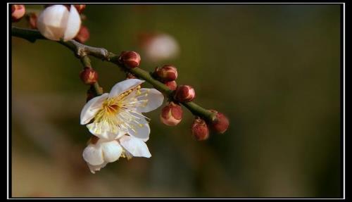 重梅是什么花