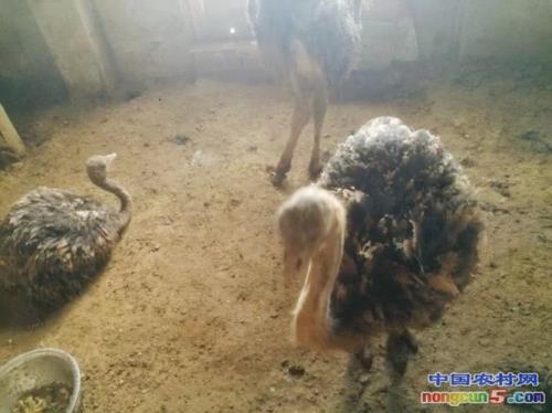 拼多多20元一只鸵鸟苗是真的吗