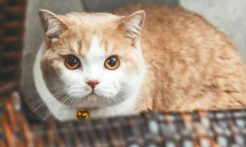 养猫的坏处