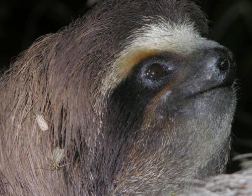 树獭和水獭有什么区别