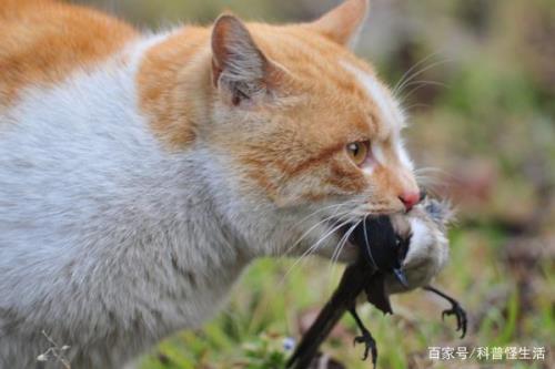 猫咪最害怕的天敌的声音