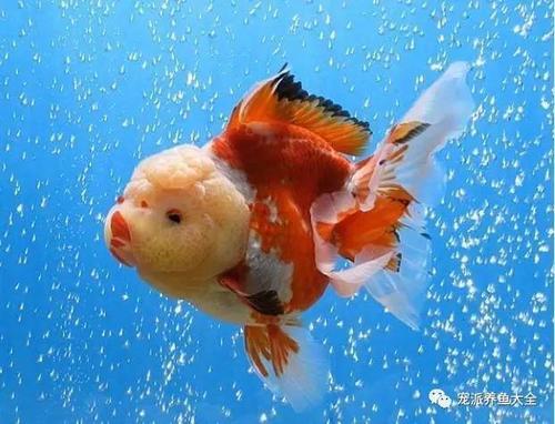 泰狮多大起头