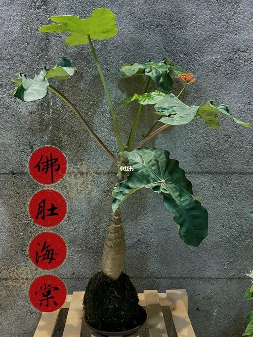 佛肚海棠适用多大的盆