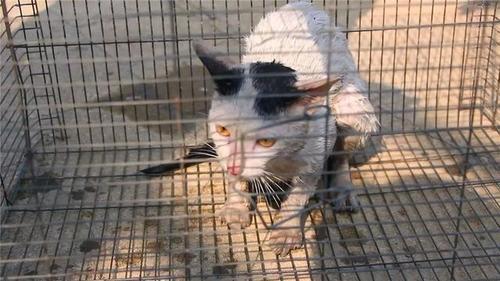 猫咪惊魂最感人的结局