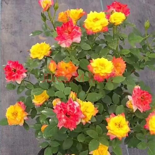 棒棒糖藤彩虹夏季叶子黄了