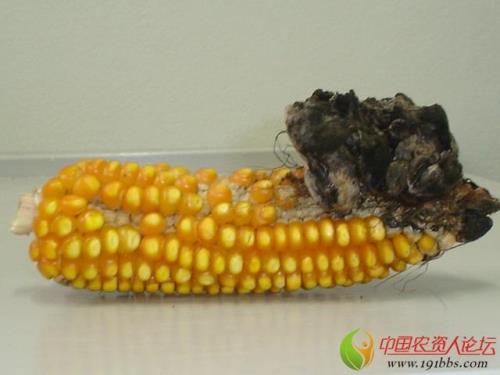 为啥玉米粒底下都是黑的