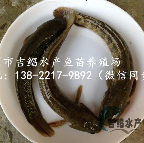 月鳢怎么训食