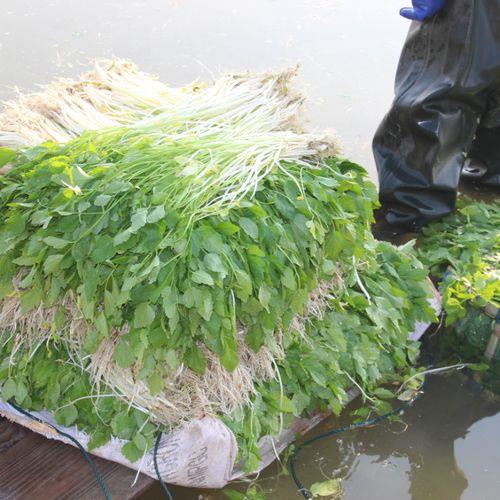 艾芹是哪种植物