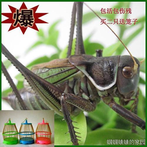 铁蝈蝈能长多大