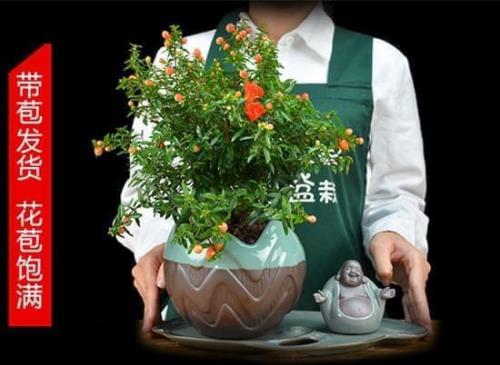 盆栽石榴花怎么养
