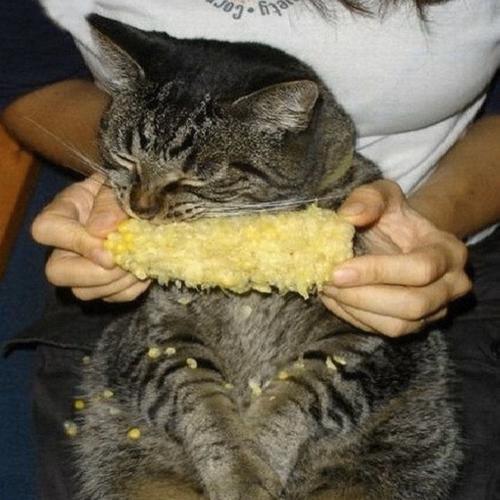 猫咪能不能吃红薯