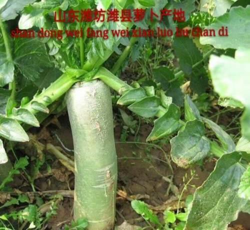 潍坊萝卜的正宗产地是哪儿