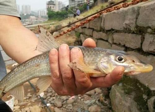 水米子鱼怎么做