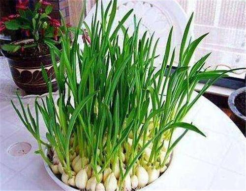 养蒜苗怎么养