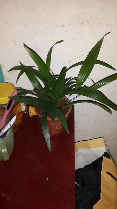 怎么查植物品种