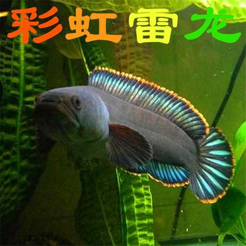 大型冷水鱼观赏鱼排行