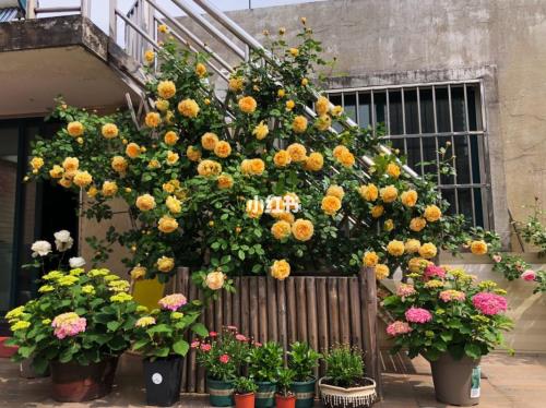 月季爬藤网用哪种好