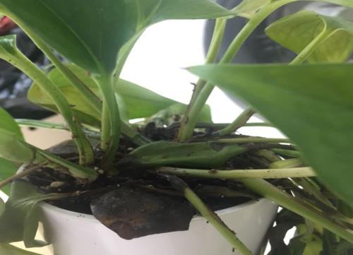 绿萝烂根怎么处理