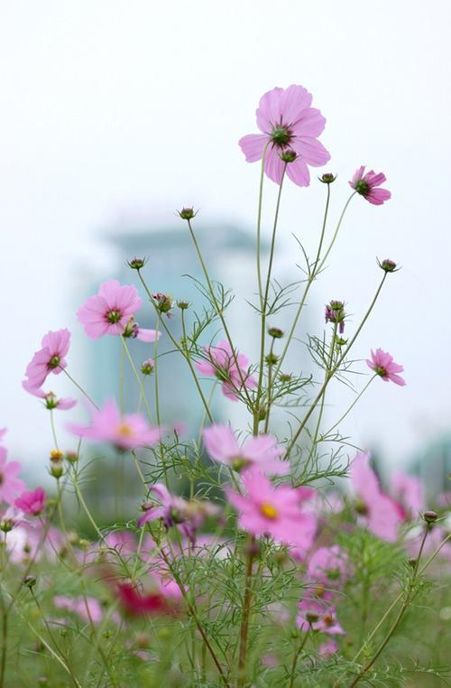 格桑花的花语和寓意