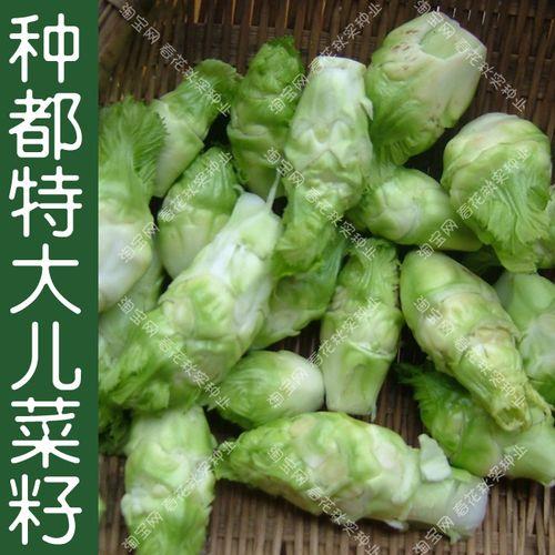 芽儿菜什么时候播种