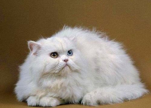 最好养的猫第一名