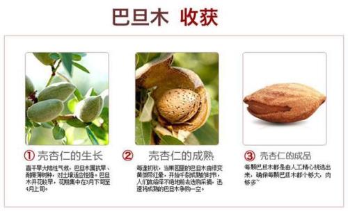 巴旦木是什么树上结的果