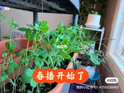 豌豆尖第一茬怎么掐