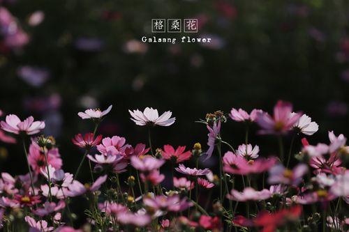 幸福的野花哲理情思赏析