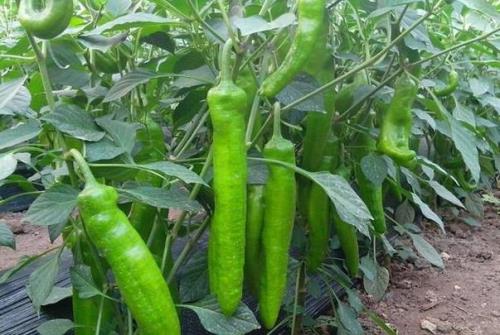 菜辣椒亩产量一般多少斤
