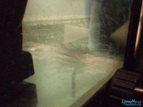 鱼缸白色絮状物怎么回事