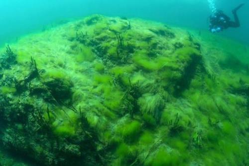 绿藻是不是原核生物