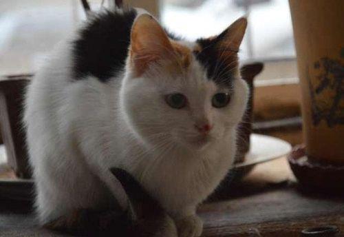 母三花猫可以生育吗