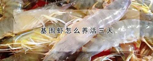 活的基围虾怎么养两天
