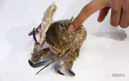 重壳蟹怎么养一晚