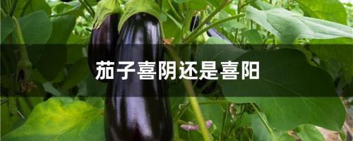 瓠子喜阴还是喜阳