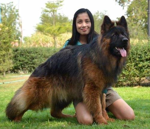 蓝湾牧羊犬国内有卖的么