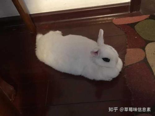 怎么叫兔子才会过来