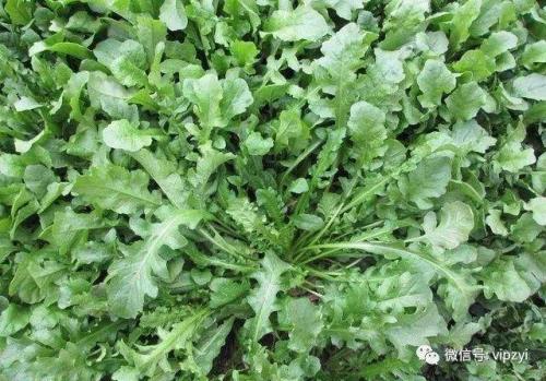 荠菜长得很大能吃吗