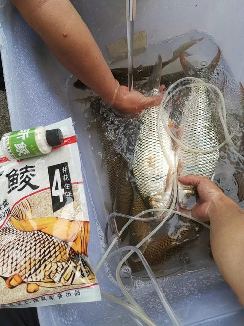 斩鲮买几号